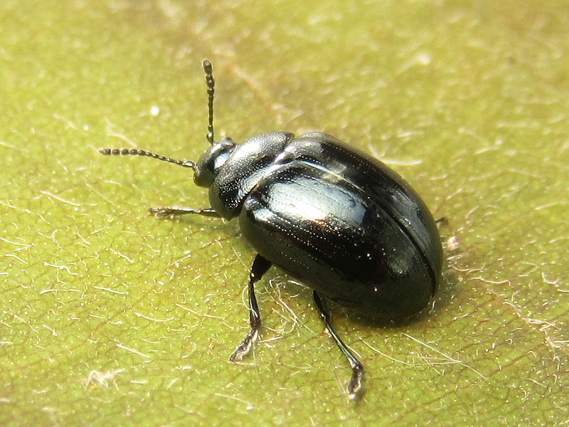 Chrysomelidae: Phaedon armoraciae (cfr.)